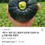 제주 미니 밤호박 보우짱 단호박 5kg