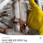 국내산 생물 초코 오징어 1kg (3-5미내외)