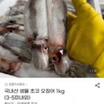 오징어 1kg (3-5미내외)