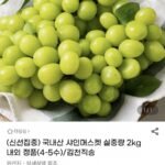 샤인머스켓 2kg 내외 4-5수