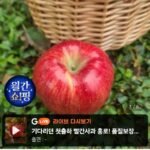 홍로 4kg 중대과