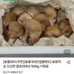 가정용 참송이버섯 500g