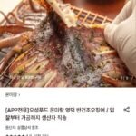국내산 반건조 오징어 10미 500g