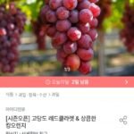 레드클라넷 500g 1송이