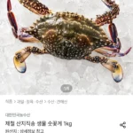 생물 숫꽃게 1kg 3-5미