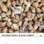포항 당일바리 활 살고동 소 2kg(100미 내외)