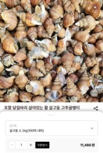 포항 당일바리 활 살고동 소 2kg(100미 내외)