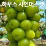 산지직송 고당도 샤인머스켓 2kg 3~4수