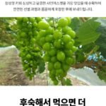산지직송 고당도 샤인머스켓 2kg 3~4수