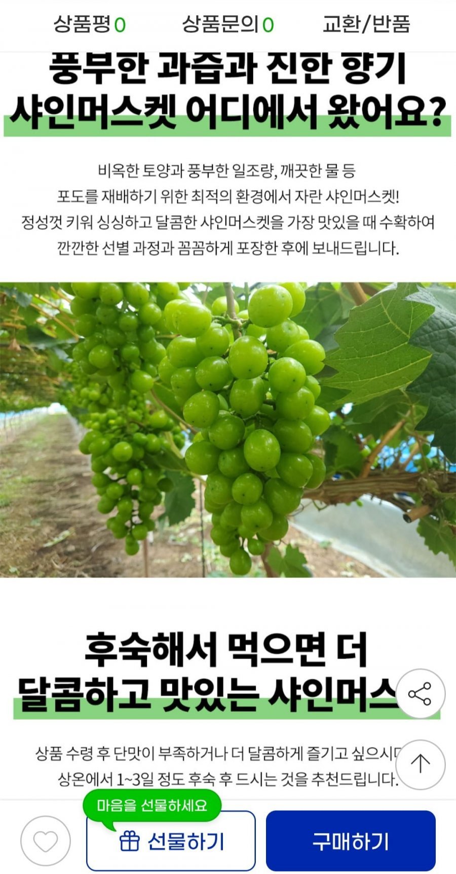 산지직송 고당도 샤인머스켓 2kg 3~4수