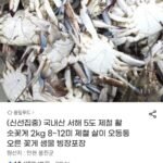 (신선집중)국내산 서해 5도 제철 활 숫꽃게 2kg 8~12미