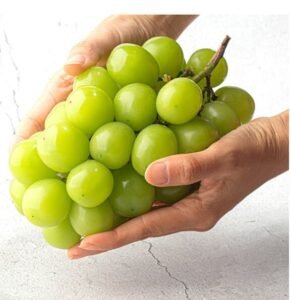 산지직송 고당도 샤인머스캣 2kg 3~4수