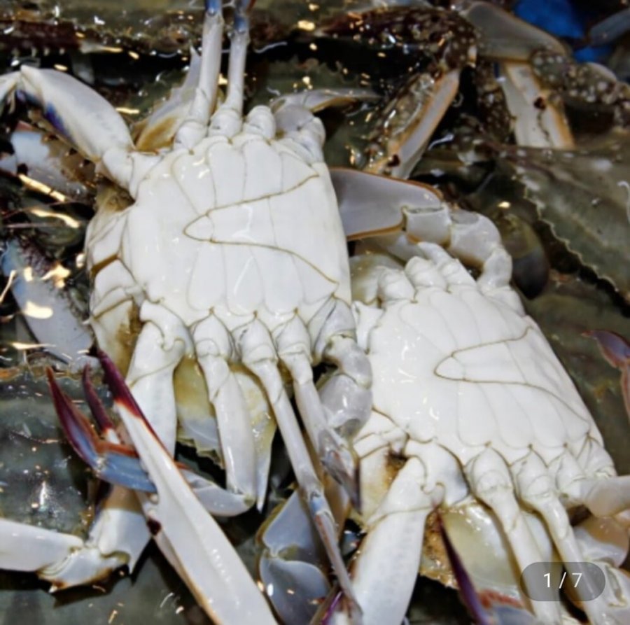 국내산 당일조업 활 숫꽃게 1kg+1kg
