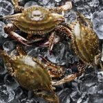 서해안 제철 활 꽃게 1kg 숫꽃게
