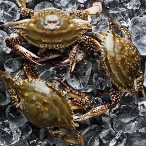 서해안 제철 활 꽃게 1kg 숫꽃게