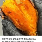 햇 호박고구마 1.5kg 한입