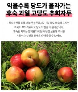 추희자두 3kg 고당도 왕특사이즈 150g 20개 내외