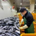 국내산 중사이즈 자반 고등어 10마리 2.8kg 내외