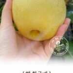 26년 첫수확 햇 황금배 4kg 실중량 소과~대과