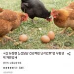 난각번호1번 무항생제 유정란 20구