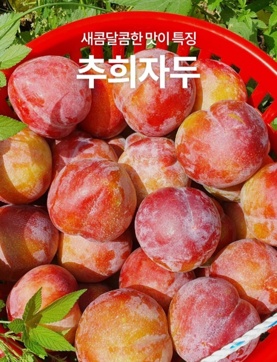 추희자두 3kg 고당도 왕특사이즈 150g 20개 내외