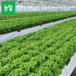 샐러드용 채소 모듬 1kg (3종 이상)