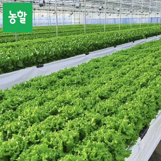 샐러드용 채소 모듬 1kg (3종 이상)
