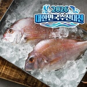 국내 제주바다 자연산 참돔 도미 1마리 600g 내외 제수용 생선