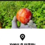 추희자두 대과 3kg 100g급 30개 내외