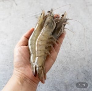 흰다리 횟감용 활새우 1kg(35미내외)