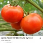 완숙토마토 1kg