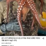 돌문어 1kg (1-3미)