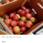 완숙 찰토마토 5kg 주스용