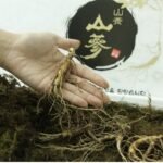 국산 산양산삼 5~10년 가정용, 선물용
