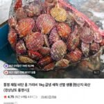 통영 제철 비단 홍가리비 3kg