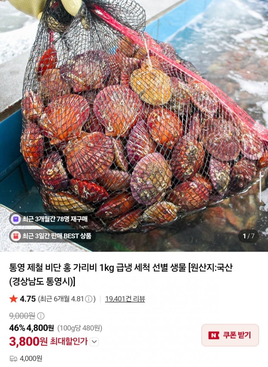 통영 제철 비단 홍가리비 3kg