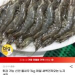 횟감 가능 신안 활새우 1kg