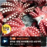 자숙문어 대 1마리 약700g~900g