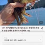 제철 생물 활새우 왕특대 1kg(26미내외