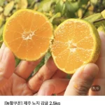 제주 노지 감귤 4.5kg 로얄과