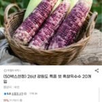26년 강원도 특품 햇 흑찰옥수수 20개