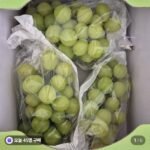 국산 샤인머스켓 1.5kg