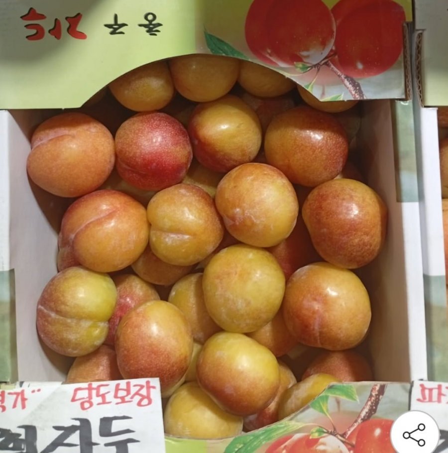 추희자두 대과 3kg 100g급 30개 내외