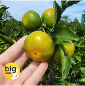 제주 타이벡 햇 노지 감귤 혼합과 5kg