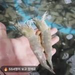 국내산 활 대하 흰다리새우 500g, 1kg 무배