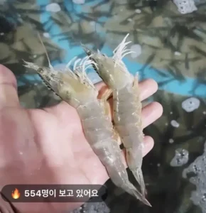 국내산 활 대하 흰다리새우 500g, 1kg 무배
