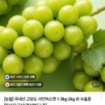 16brix당도선별 특품 샤인머스켓 2kg 2~4수