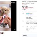 순수원물브러쉬 강아지 육포 간식 오리가슴살 10개입 4팩