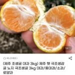 제주 극조생감귤 대과 3kg