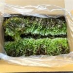 국내산 꽃상추, 2kg 내외, 1개